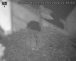 Capi_Dubne_20260513_214503.jpg