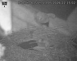 Capi_Dubne_20260513_221502.jpg