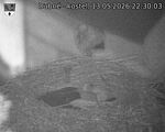 Capi_Dubne_20260513_223003.jpg