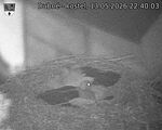 Capi_Dubne_20260513_224003.jpg
