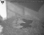 Capi_Dubne_20260513_225503.jpg