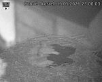 Capi_Dubne_20260513_230003.jpg
