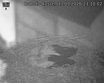 Capi_Dubne_20260513_231002.jpg