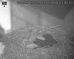 Capi_Dubne_20260513_234003.jpg