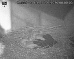 Capi_Dubne_20260514_000003.jpg