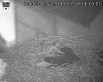 Capi_Dubne_20260514_000502.jpg
