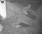 Capi_Dubne_20260514_001003.jpg