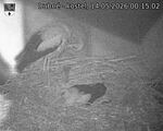 Capi_Dubne_20260514_001502.jpg