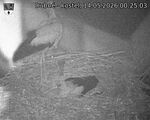 Capi_Dubne_20260514_002503.jpg