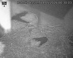 Capi_Dubne_20260514_003003.jpg