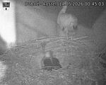 Capi_Dubne_20260514_004503.jpg