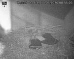 Capi_Dubne_20260514_005503.jpg