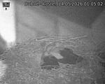 Capi_Dubne_20260514_010502.jpg