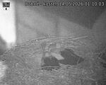 Capi_Dubne_20260514_011003.jpg