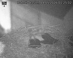 Capi_Dubne_20260514_012502.jpg