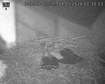 Capi_Dubne_20260514_013003.jpg