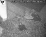 Capi_Dubne_20260514_013502.jpg