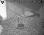 Capi_Dubne_20260514_014504.jpg