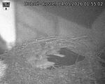 Capi_Dubne_20260514_015502.jpg