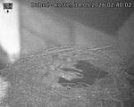 Capi_Dubne_20260514_024002.jpg