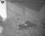Capi_Dubne_20260514_030003.jpg
