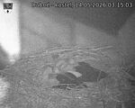 Capi_Dubne_20260514_031503.jpg