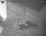 Capi_Dubne_20260514_033002.jpg
