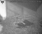 Capi_Dubne_20260514_033502.jpg