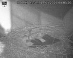 Capi_Dubne_20260514_040503.jpg