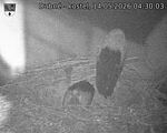 Capi_Dubne_20260514_043003.jpg