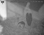 Capi_Dubne_20260514_044002.jpg