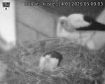 Capi_Dubne_20260514_050003.jpg