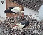 Capi_Dubne_20260514_052504.jpg