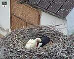Capi_Dubne_20260514_054002.jpg