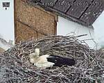 Capi_Dubne_20260514_055502.jpg
