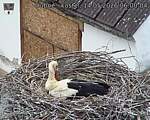 Capi_Dubne_20260514_060004.jpg