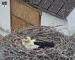 Capi_Dubne_20260514_060503.jpg