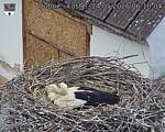 Capi_Dubne_20260514_061004.jpg