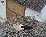 Capi_Dubne_20260514_061504.jpg