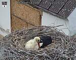 Capi_Dubne_20260514_062002.jpg