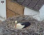 Capi_Dubne_20260514_062504.jpg