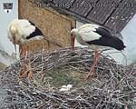 Capi_Dubne_20260514_063003.jpg