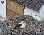 Capi_Dubne_20260514_063504.jpg