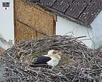 Capi_Dubne_20260514_064003.jpg