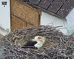 Capi_Dubne_20260514_064503.jpg