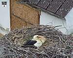 Capi_Dubne_20260514_065003.jpg