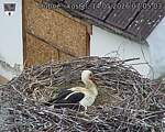 Capi_Dubne_20260514_070503.jpg
