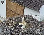 Capi_Dubne_20260514_071504.jpg