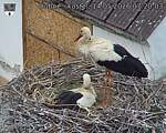 Capi_Dubne_20260514_072003.jpg