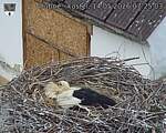 Capi_Dubne_20260514_072503.jpg